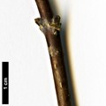 SpeciesSub: Bretschneideri Group